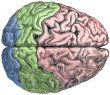 Http ::commons.wikimedia.org:wiki:File Cerebral Lobes.png